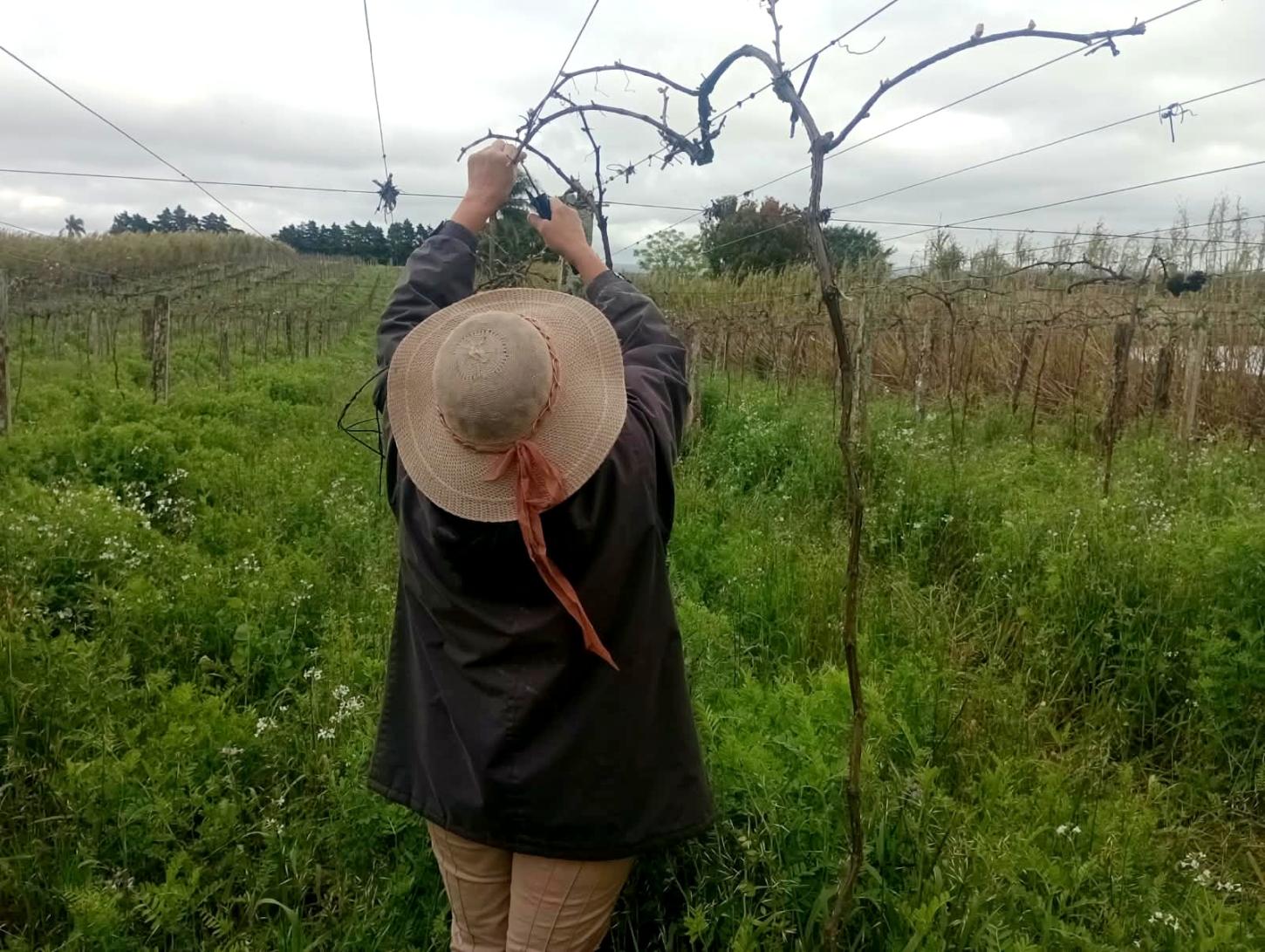 No inverno, parreirais do Chapadão passam pelo período de poda