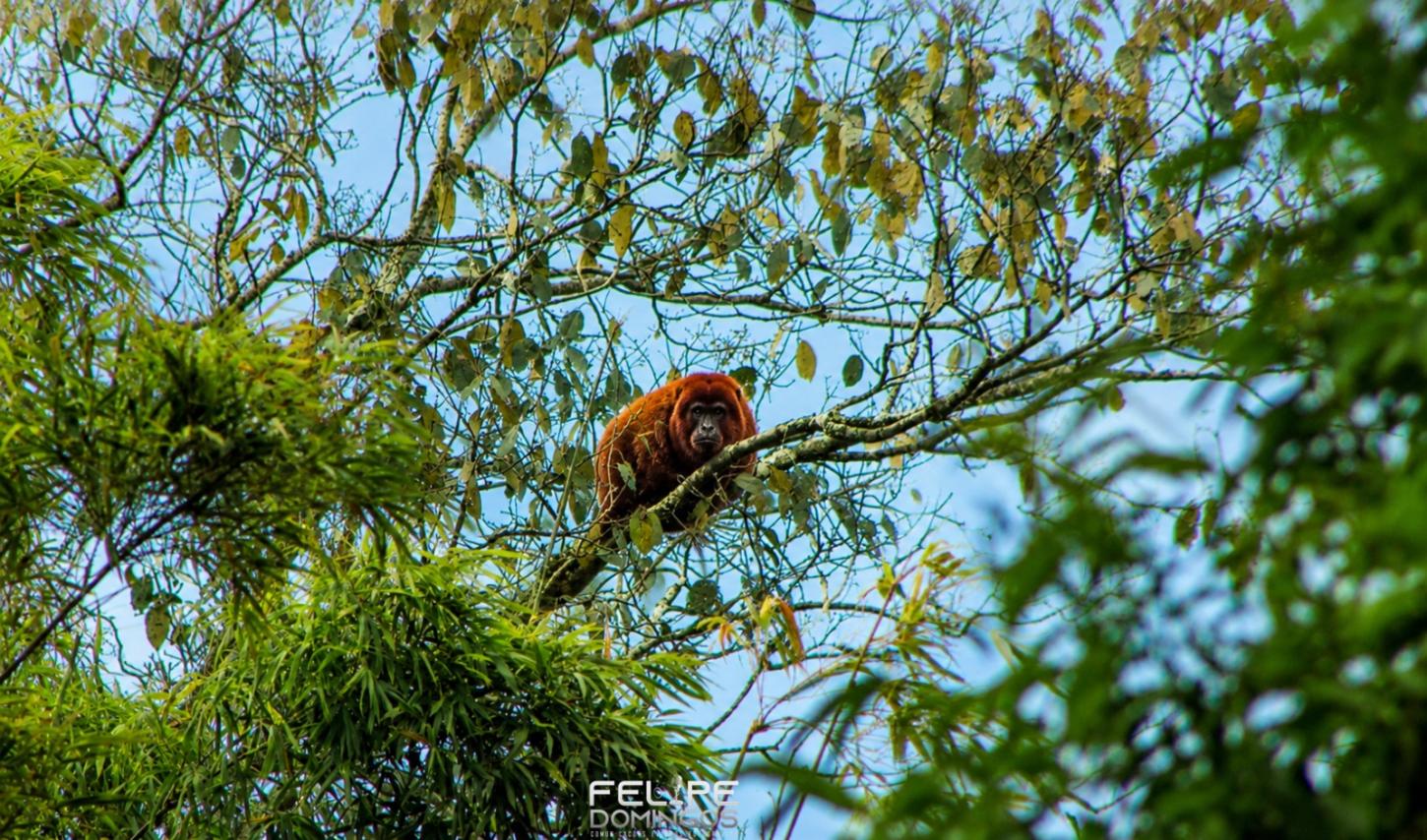 Foto: Felipe Domingos Portal G+.