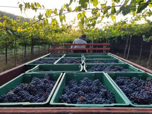 Produção de Uvas