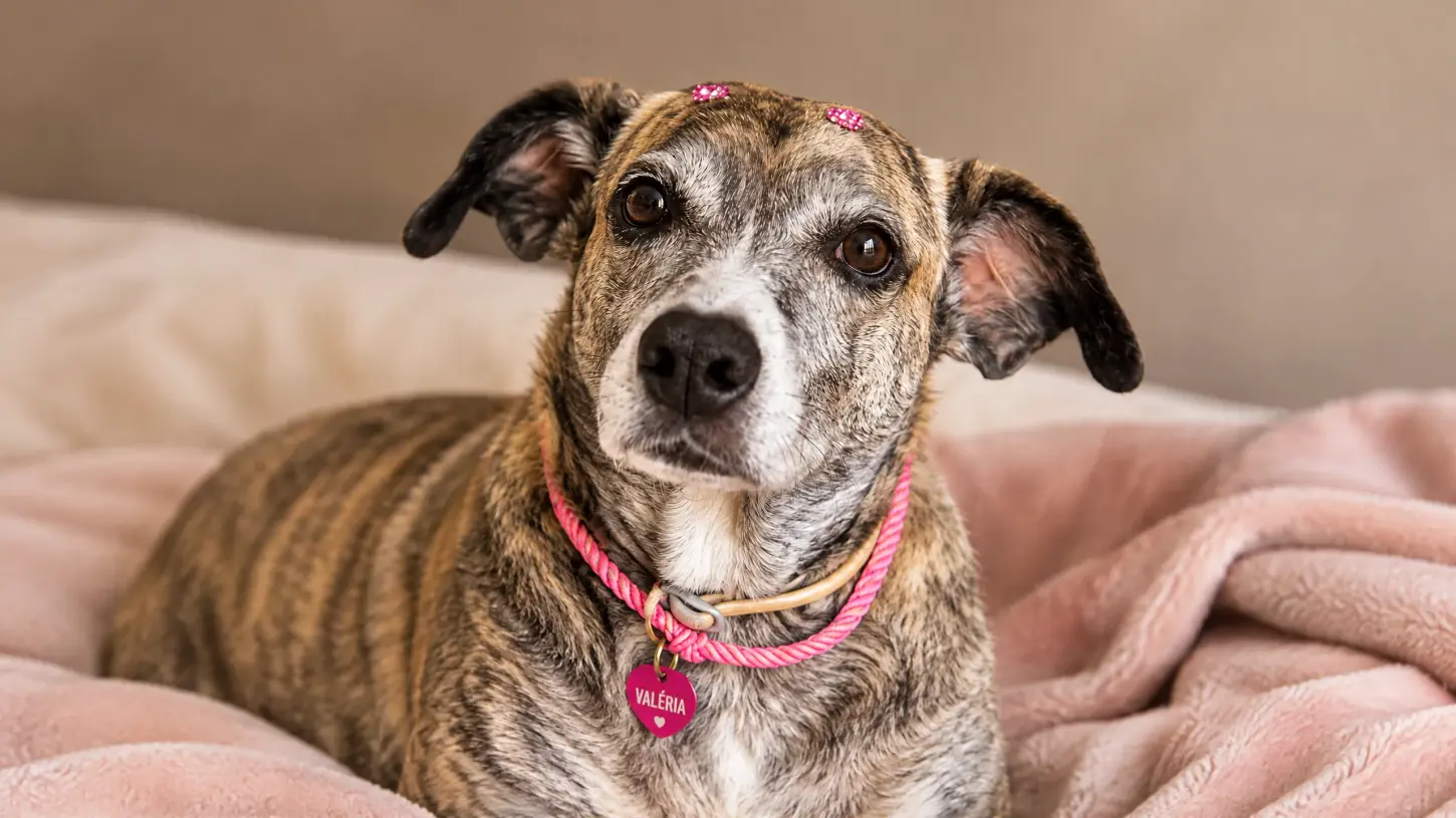 Valéria: A cachorrinha que virou Pop Star e conquistou Jaguari
