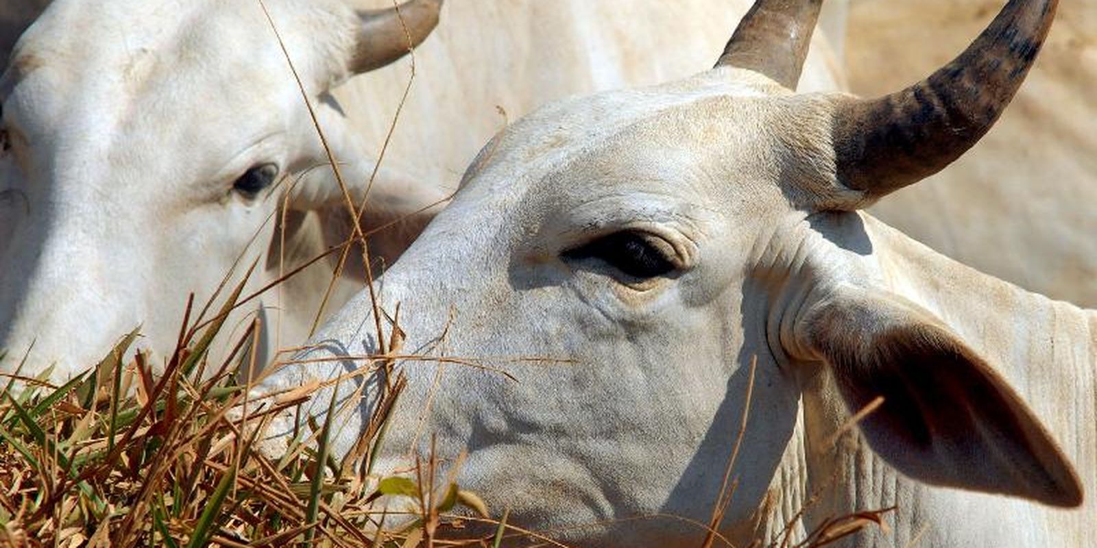 Carne bovina do Brasil enfrenta tarifa de 67% ao entrar na China