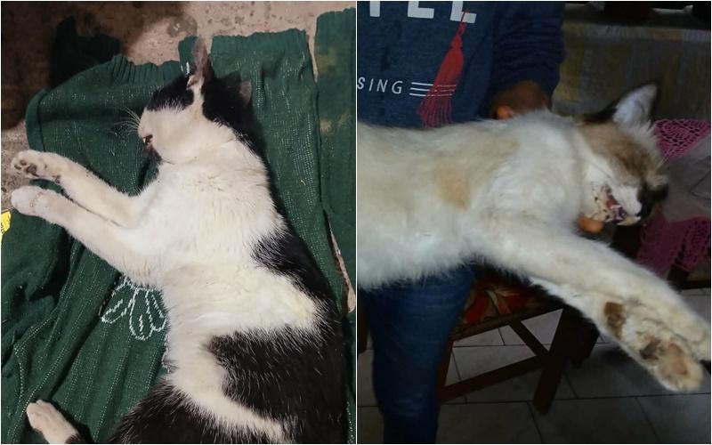 “Criei com tanto amor”: Moradora de Jaguari chora a perda de três gatos