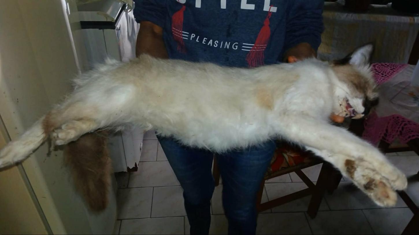 Foto: Reprodução.