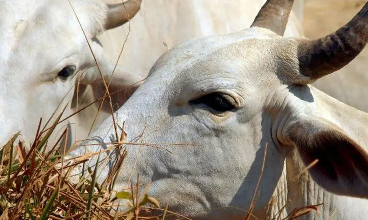 Carne bovina do Brasil enfrenta tarifa de 67% ao entrar na China