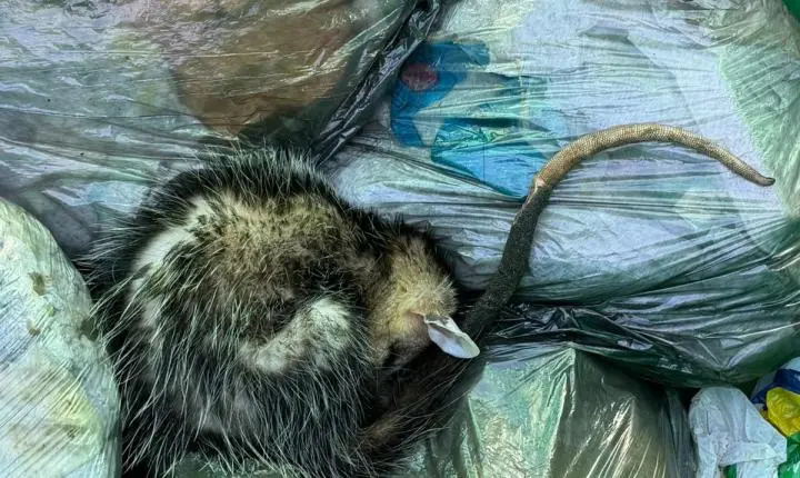 Contêiner não é toca! Gambá é resgatado em contêiner na Rua Daltro Filho