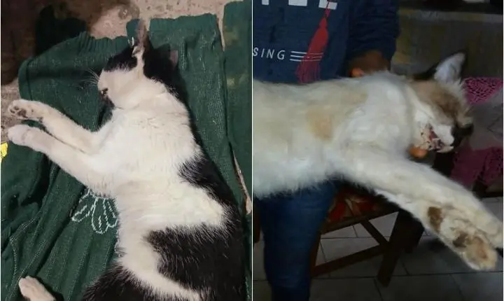 “Criei com tanto amor”: Moradora de Jaguari chora a perda de três gatos