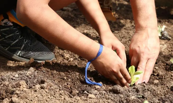 Candidatos recebem carta em defesa da agroecologia nas eleições em SP