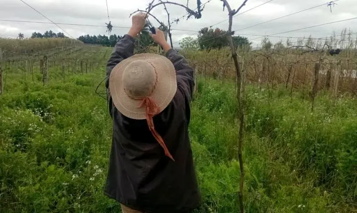 No inverno, parreirais do Chapadão passam pelo período de poda