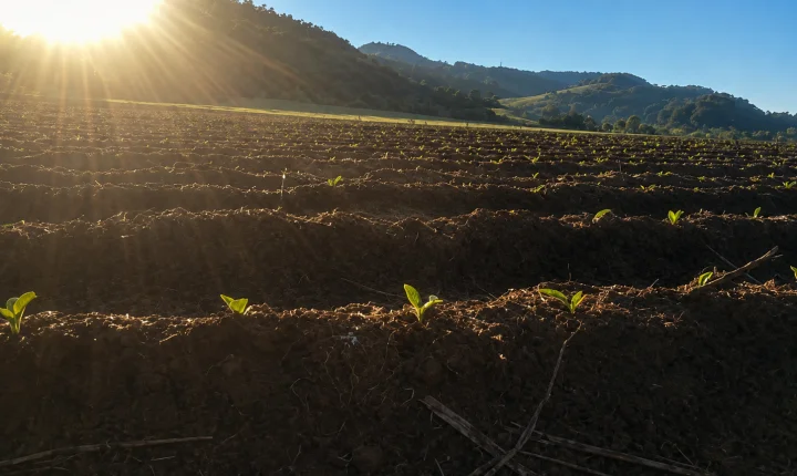 Plantio de Tabaco já começou em Jaguari